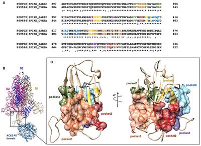 Hijacking SARS-CoV-2/ACE2 Receptor Interaction by Natural and Semi-synthetic Steroidal Agents Acting on Functional Pockets on the Receptor Binding Domain